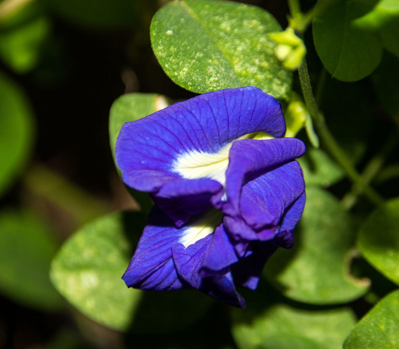 Blue Pea Flower